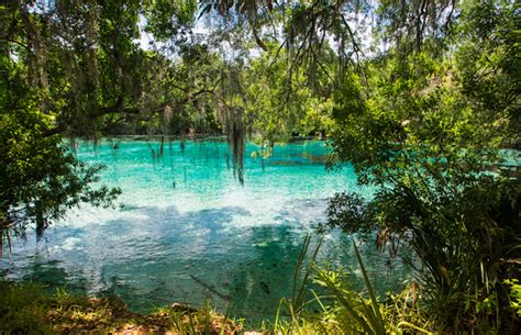 5 Of The Best Swimming Holes In Florida Can Be Found Right Here