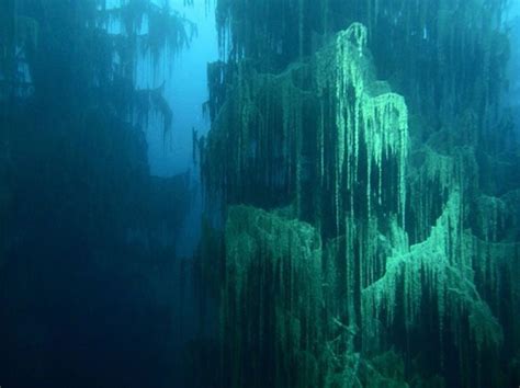 5 Of The Most Amazing Sunken Forests Across The World