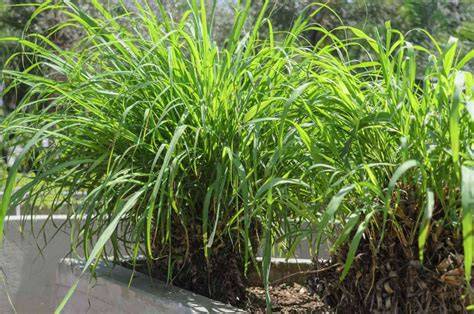 5 Plants That Love Growing with Citronella Grass - raincitystudios.com