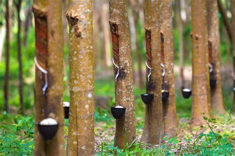 5 Pohon Penghasil Getah Bernilai Tinggi di Pasar Dunia - raincitystudios.com