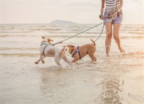 5 Pet Safety Tips for Taking Your Dog to the Beach PetMD