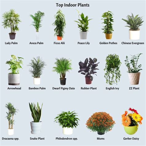 5 Plants That Benefit Indoor Air Quality - victoryhvac.com