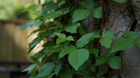 5 Plants That Look Like Poison Ivy (Don’t …