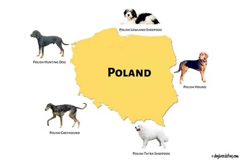 5 Polish Dog Breeds (ALL DOGS FROM POLAND)