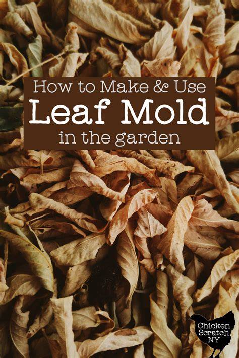 5 Reasons To Use Leaf Mold + How To Make It - raincitystudios.com