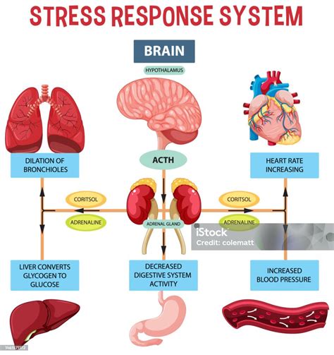 5 Respon Tubuh Terhadap Stress - TRE Indonesia - muktibox.com