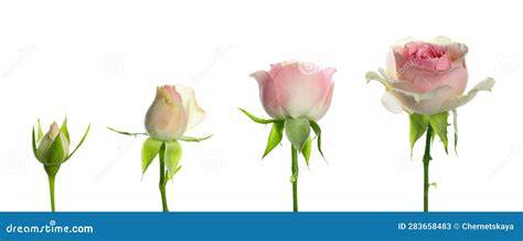 5 Rose Blooming Stages & Lifecycle Guide - raincitystudios.com
