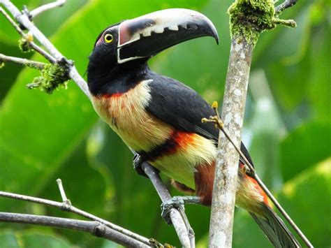 5 Reasons Why Birding in Belize is for Everybody