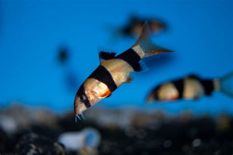 5 Reasons for a Clown Loach Swimming Up and Down Glass