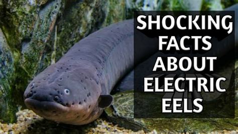 5 Shocking Facts about Electric Eels - JSTOR Daily - muktibox.com