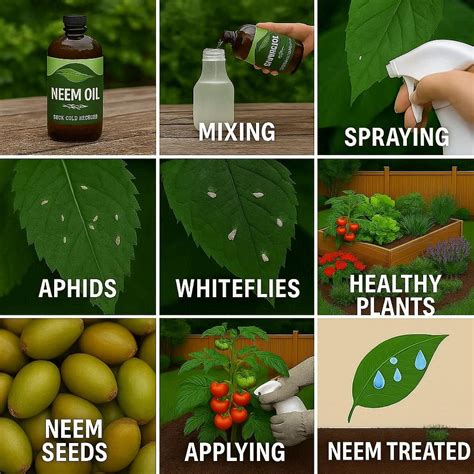 5 Simple Neem Soap Sprays for Garden Pests - raincitystudios.com