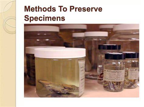 5 Specimen Preservation Techniques - Life and Agri - raincitystudios.com