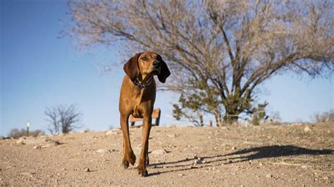 5 Santa Fe Dog Parks for a Fun Time SantaFe.com