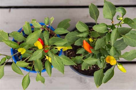 5 Secrets to Growing Better Peppers from Seed Shifting Roots