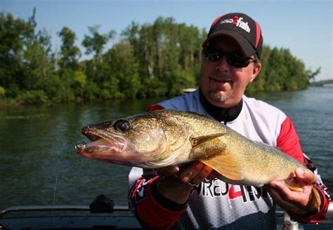 5 Soft Plastic Baits to Catch Walleyes Now