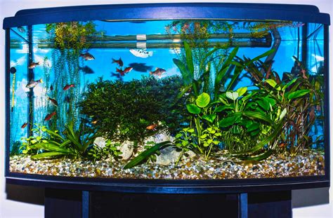 5 Steps To Remove String Algae In Aquarium (& What Causes It)