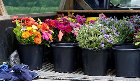 5 Things To Know About Cut Flower Farming - Hobby … - raincitystudios.com