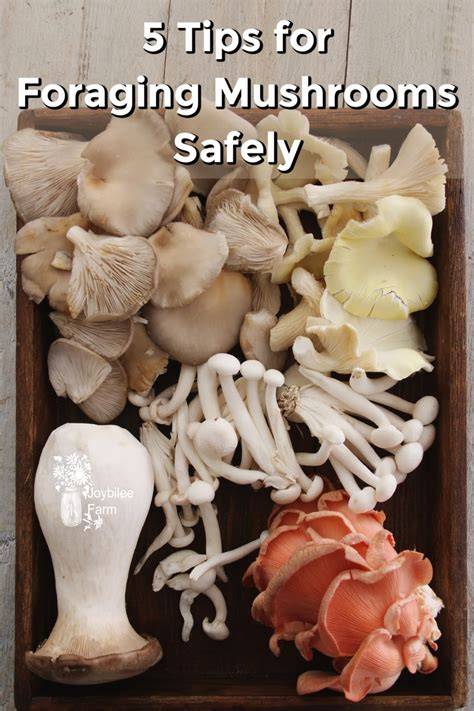 5 Tips for Foraging Mushrooms Safely for … - raincitystudios.com