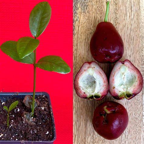 5 Tips for How to Plant Your Malay Apple - raincitystudios.com
