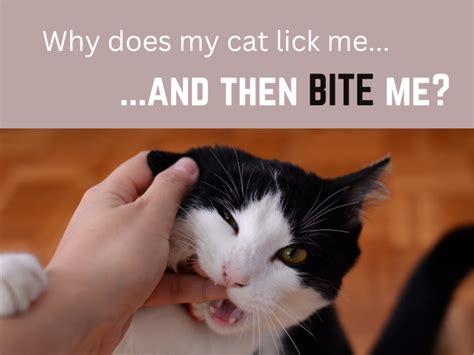 5 Times to Worry About a Cat Licking You and Then Biting You