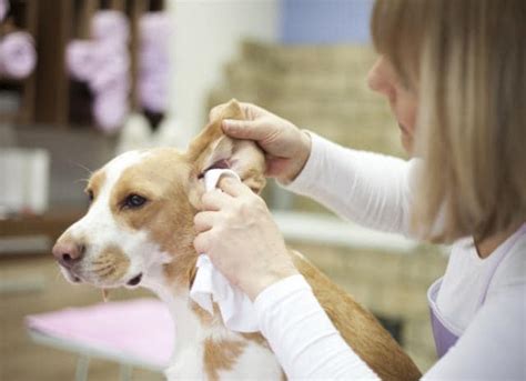 5 Tips for Preventing Ear Infections in Dogs - PetMD