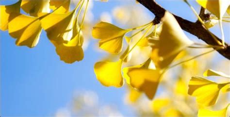 5 Tips on Planting Ginkgo Trees - Rootwell Products Inc.