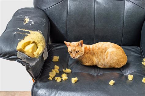 5 Tips to Stop Cats From Scratching Furniture Angry Orange