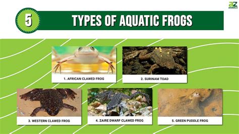 5 Types of Aquatic Frogs (Most are Clawed!) - AZ Animals