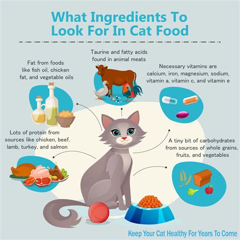 5 Types of Cat Food: How to Choose the Best for Your Cat