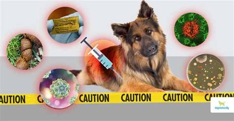 5 Unexpected Dog Vaccine Dangers - Dogs Naturally