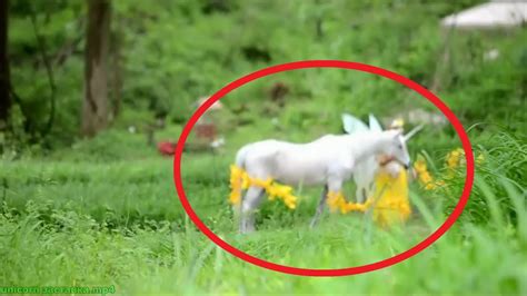 5 Unicorns Caught on Camera & Spotted In Real Life! - YouTube