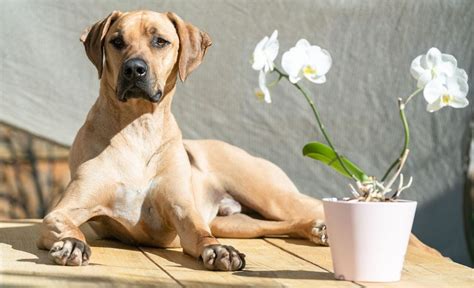 5 Unique Rhodesian Ridgeback Mixes (With Pictures)