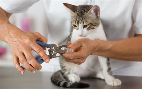 5 Warning Signs Of A Bad Cat Groomer - EzineArticles