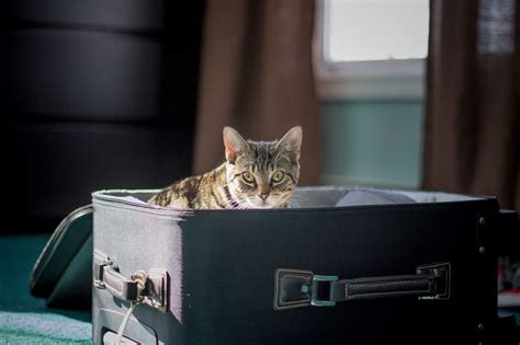 5 Ways to Transport Cats Safely - thepethandbook.com