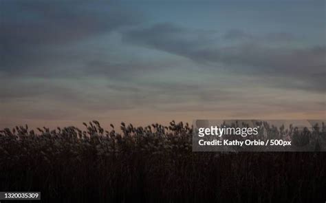 5 Zeelandic Flanders Premium High Res Photos - Getty …