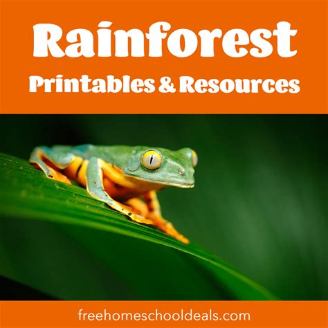 5 Activities To Celebrate World Rainforest Day Rainforest Science Activities - Rainforest Science Activities