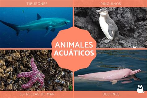 5 Animales Acuáticos