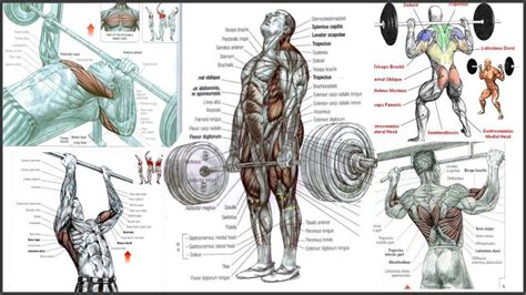 5 best bodybuilding exercises to develop mass