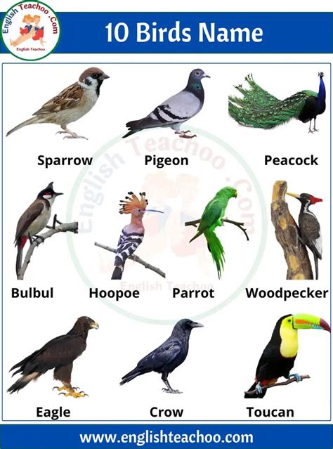5 Birds Name