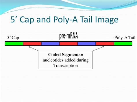 5 Cap Poly A Tail