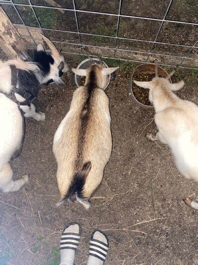 5 day old baby goat bloated - BackYard Chickens