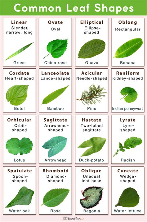 5 Different Types Of Leaves