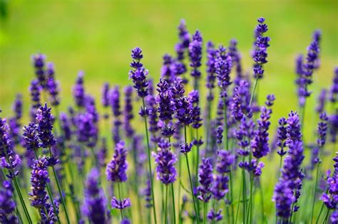 5 Fakta Lavender Yang Jarang Diketahui Warnanya Cantik Ungu Lavender - Ungu Lavender