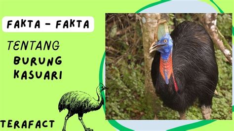 5 fakta menarik kasuari