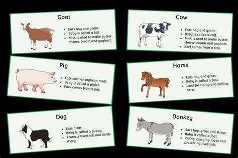 5 Farm Animals Eyfs Life Cycles Amp Life Cycle Of Animals Worksheet - Life Cycle Of Animals Worksheet