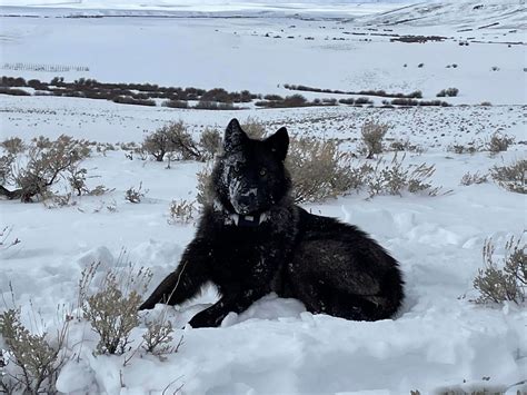 5 gray wolves released into Colorado