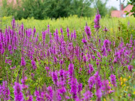 5 invasive plants to watch out for in Michigan - WDIV