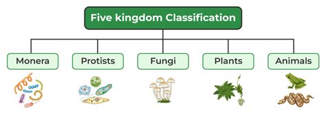 5 Kingdom System