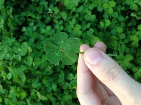 5 leaf clover. Things To Know About 5 leaf clover. 