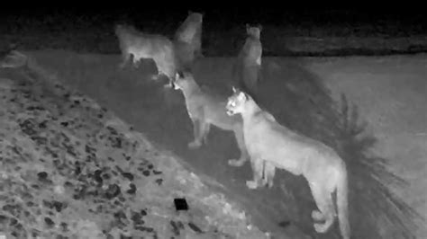 5 mountain lions caught on video